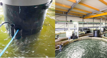 Вимірювання рівня в аквакультурі: JUMO MAERA S29 SW у Kingfish Zeeland (Нідерланди)